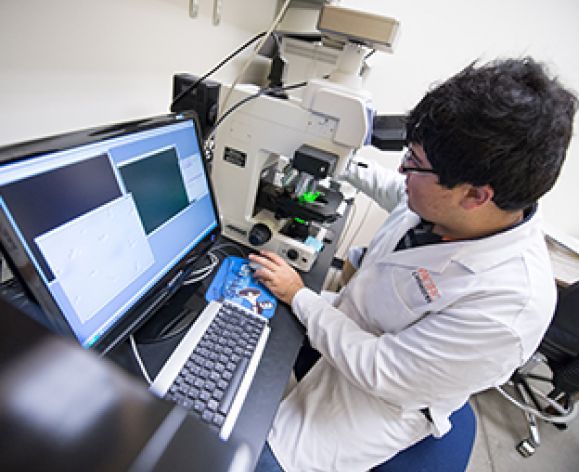 An undergraduate student studies the morphological features of proteins that form the cytoskeleton in mammalian cells.